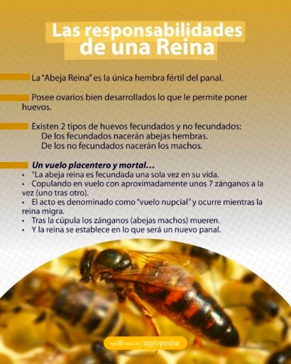 la reina en la apicultura