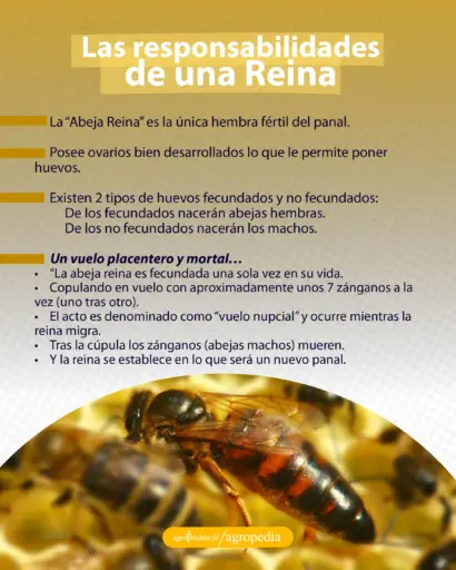 la reina en la apicultura