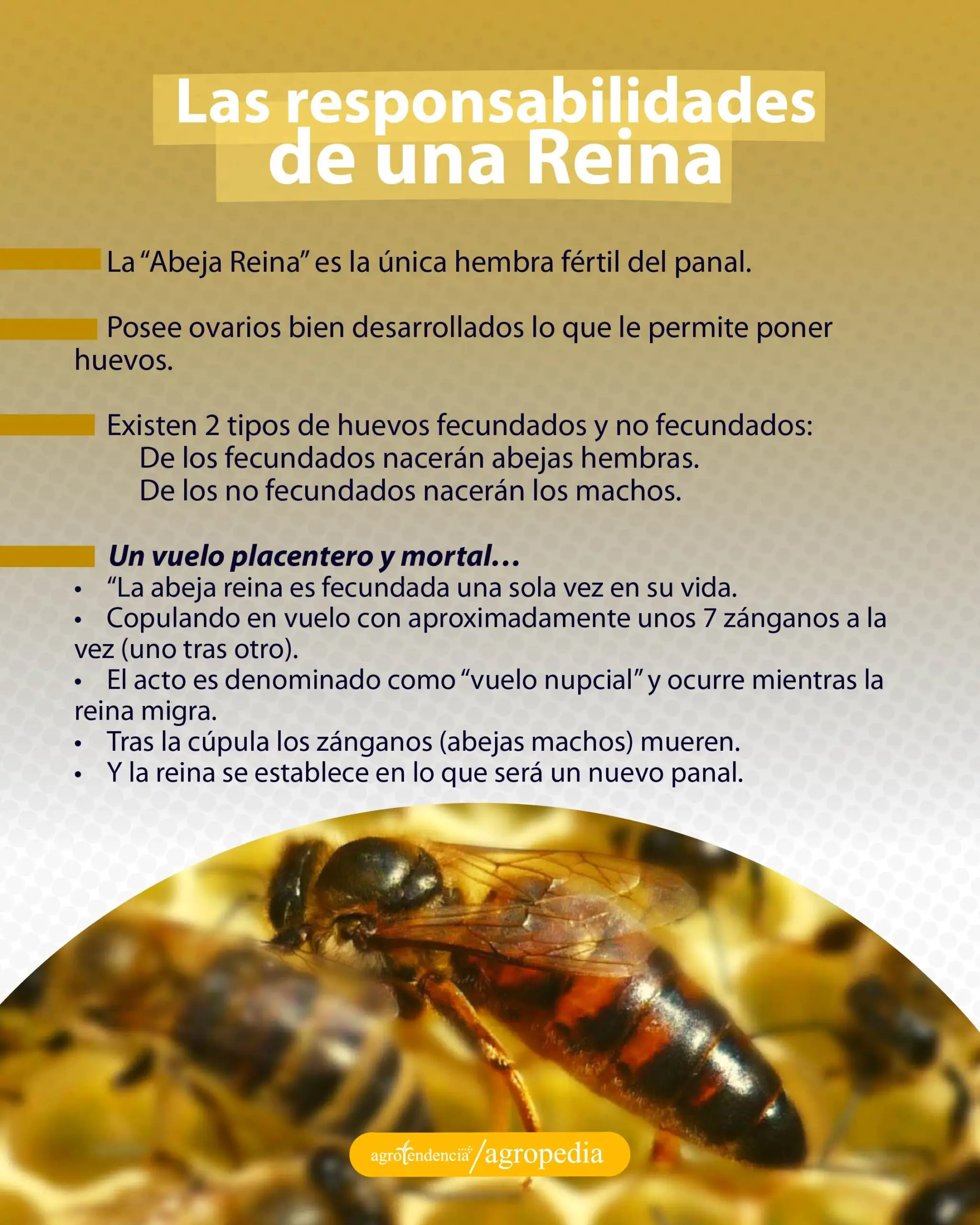 la reina en la apicultura