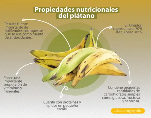 plátanos amarillos y verdes