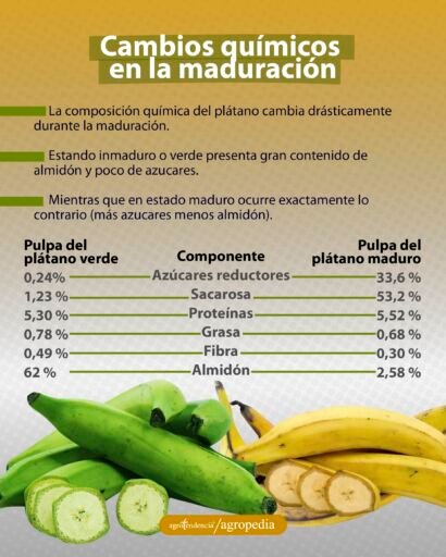 plátanos enteros y troceados