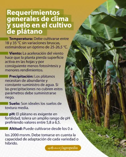 plantas de plátano