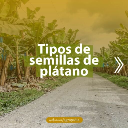 calle bordeada con plantas de platano