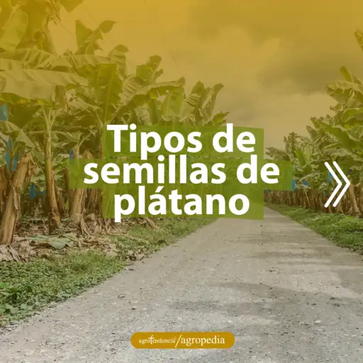calle bordeada con plantas de platano