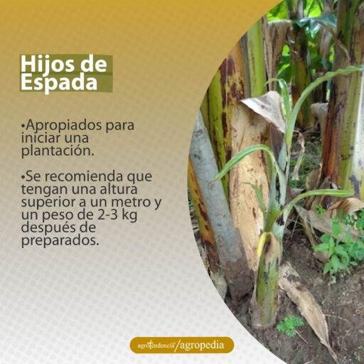 hijuelo de plátano