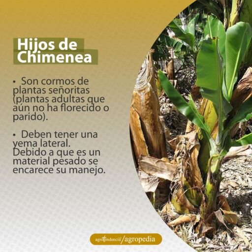 hijos de chimenea del plátano