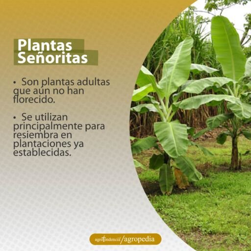 plantas pequeñas de plátano