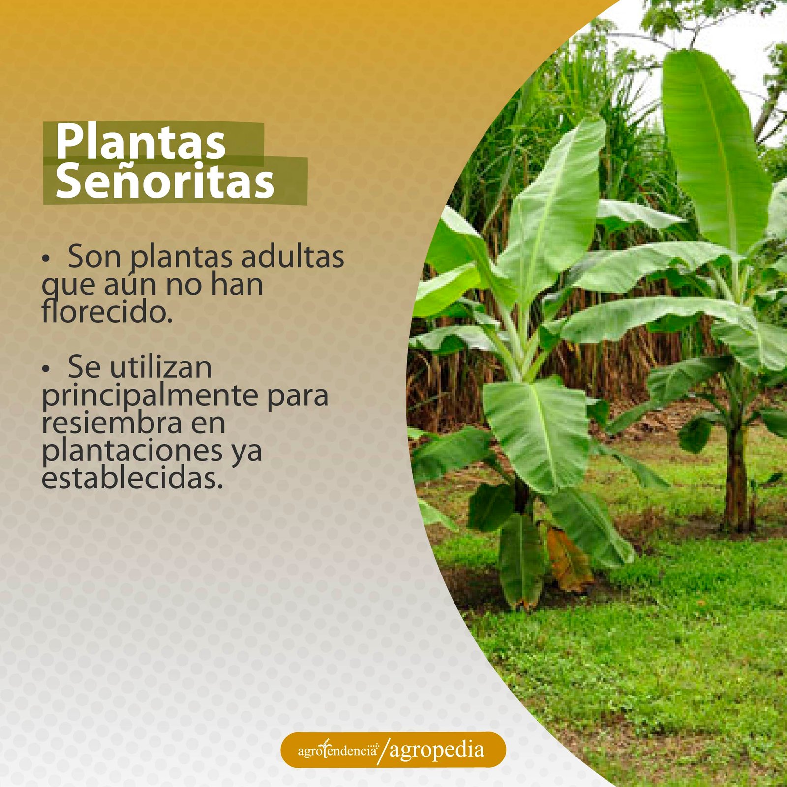 plantas pequeñas de plátano