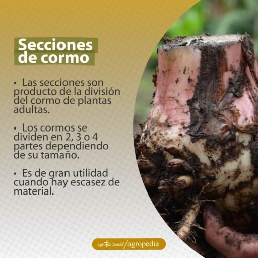 cormo de plátano