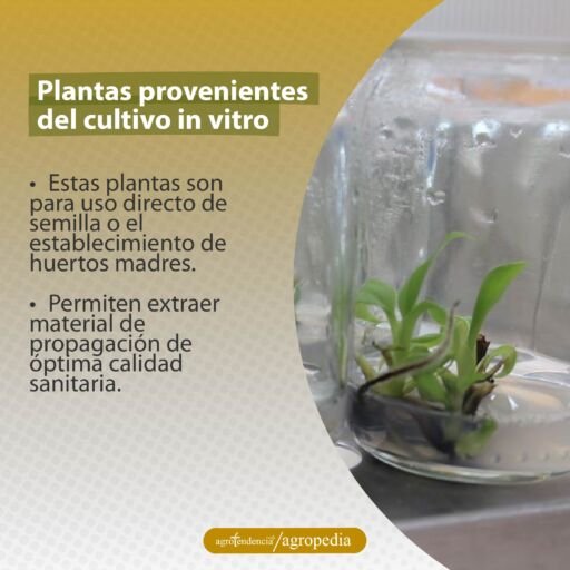 plántulas en vitro de plátano