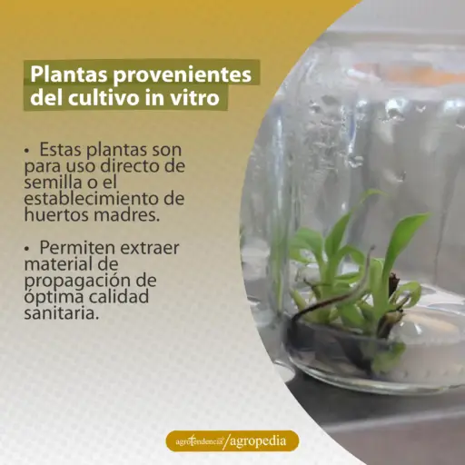 plántulas en vitro de plátano