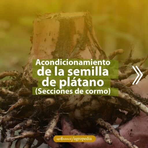 mano sosteniendo cormo de plátano
