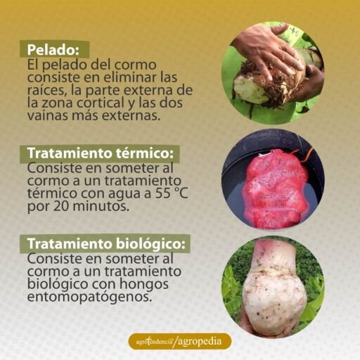 imágenes del acondicionamiento del cormo de plátano