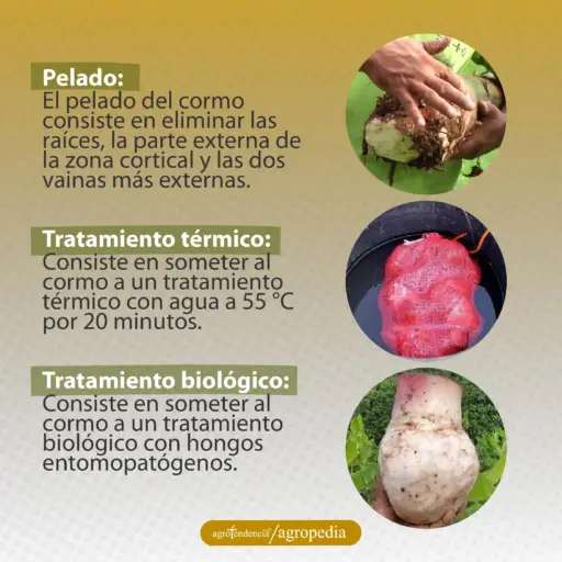 imágenes del acondicionamiento del cormo de plátano