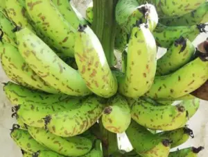 cultivo de platano - enfermedades del cultivo de platano