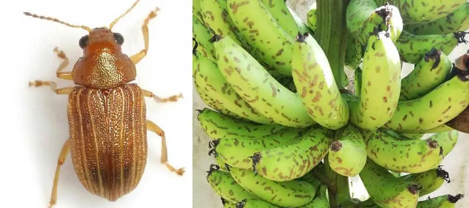 colaspis sp plaga en platanos bananos y musaseas