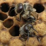 apicultura - abejas apicultura