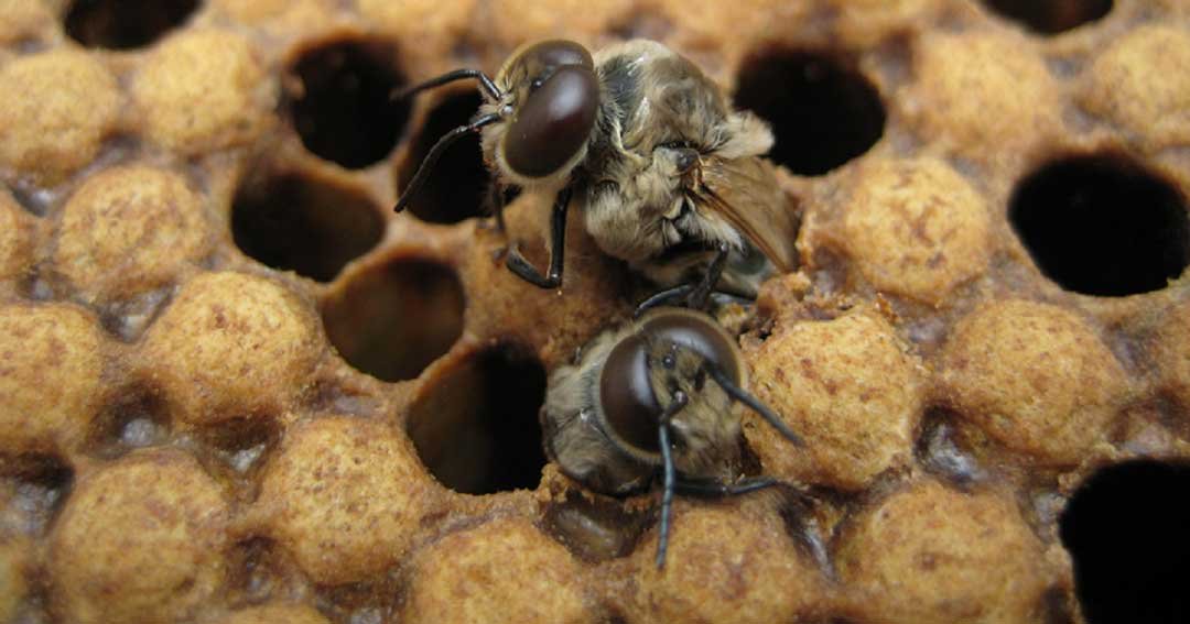 zanganos naciendo apicultura