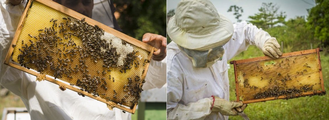 inspección de colmena apicultura 