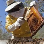 apicultura - elementos de la apicultura