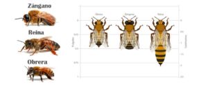 apicultura - abejas apicultura