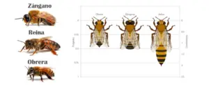apicultura - abejas apicultura