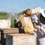 apicultura - ahumador apicultura