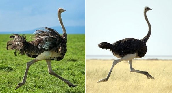 avestruz corriendo