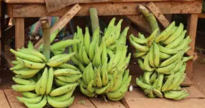 cultivo de platano - cosecha y poscosecha del cultivo de platano