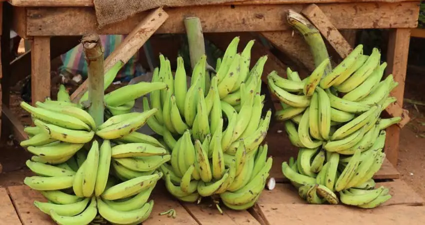 racimo de platano