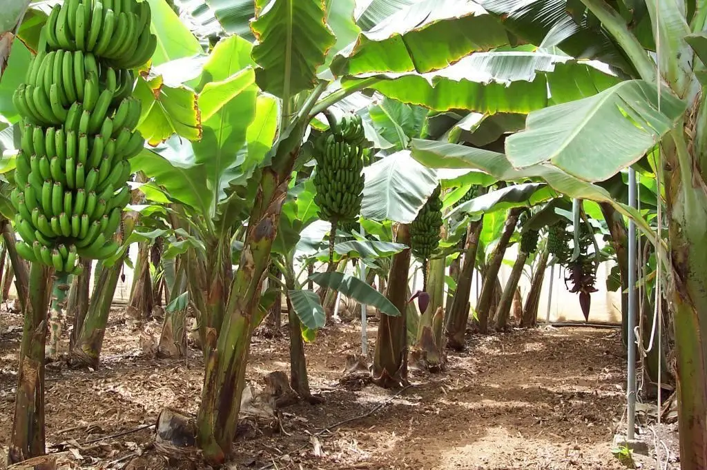 un cultivo de plátano