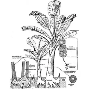 cultivo de platano - manejo integrado del cultivo de platano