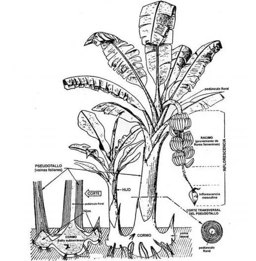 planta de plátano
