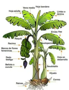 cultivo de platano - manejo integrado del cultivo de platano