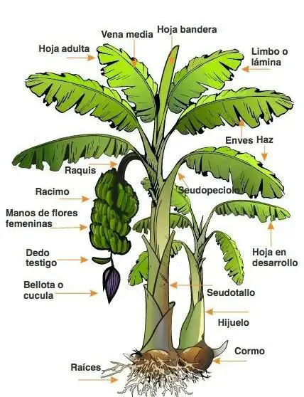 partes de la planta de plátano