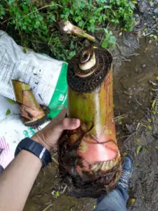 cultivo de platano - manejo integrado del cultivo de platano