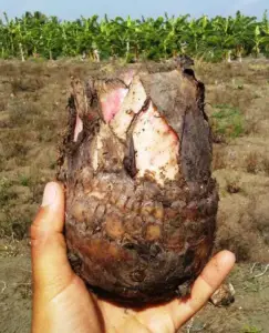 cultivo de platano - enfermedades del cultivo de platano