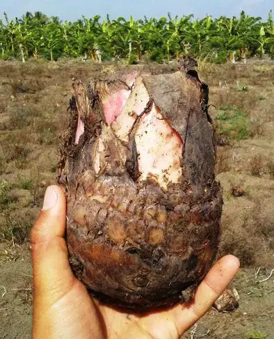 Cormo de planta de plátano