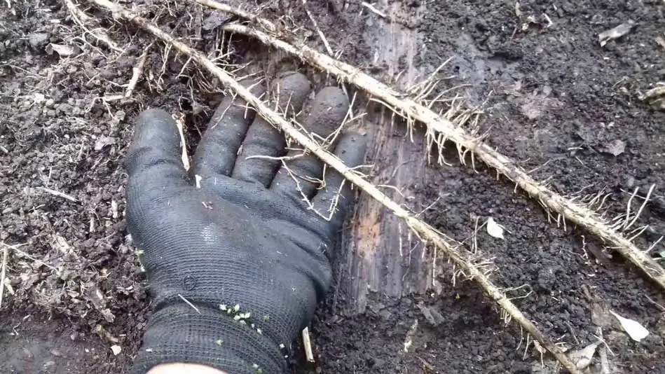 raíces de la planta de plátano