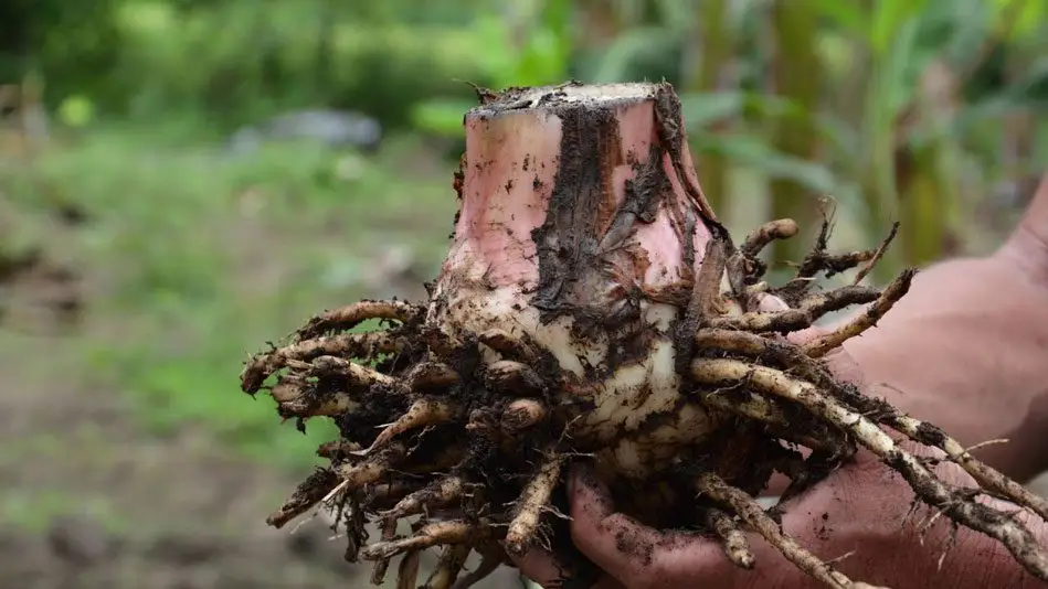 raíz de planta de plátano