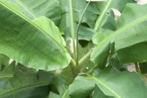 cultivo de platano - manejo integrado del cultivo de platano