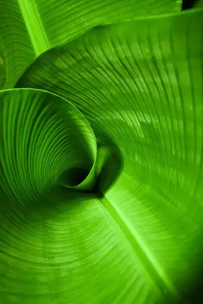  hojas de planta de plátano