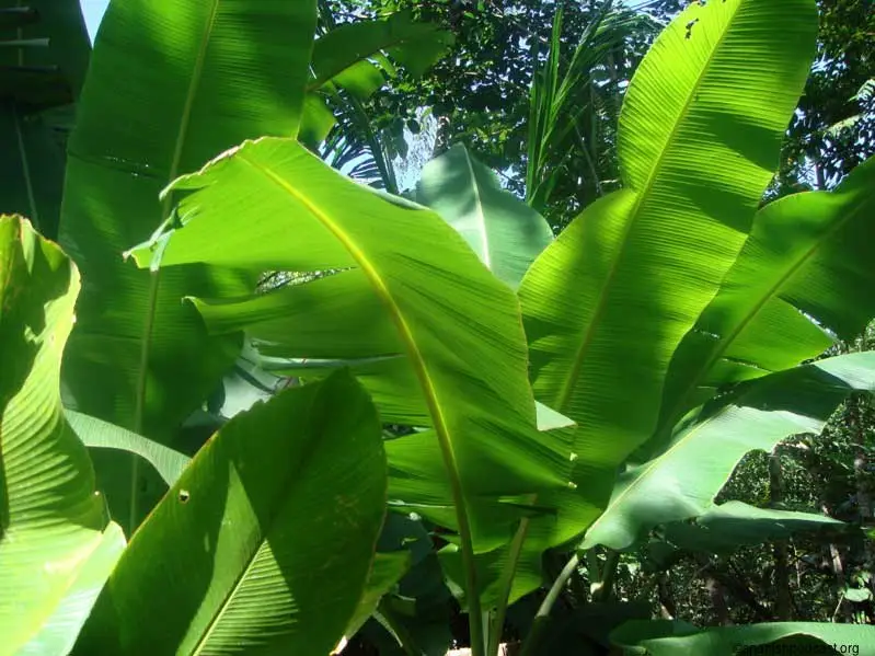 Hojas de plátano 