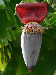 cultivo de platano - manejo integrado del cultivo de platano