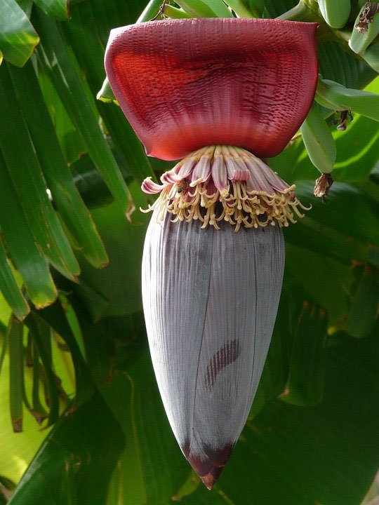 Inflorescencia de la planta de plátano