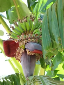 cultivo de platano - manejo integrado del cultivo de platano