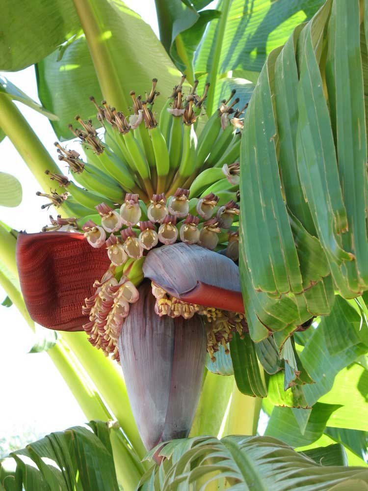 Bellota o chicha de la planta de plátano