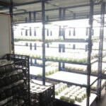 cultivo de platano - cultivo de platano tecnificado