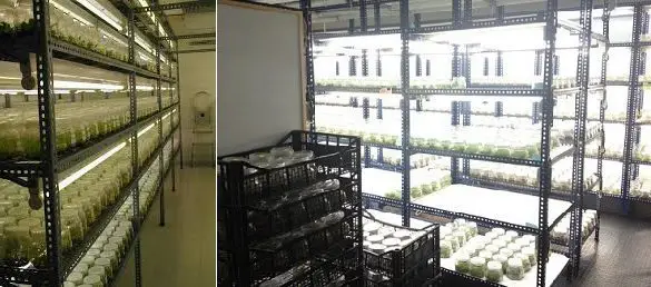cultivo in vitro de plátano