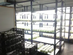 cultivo de platano - cultivo de platano tecnificado